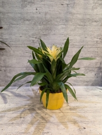 Bromeliad planted arrangement