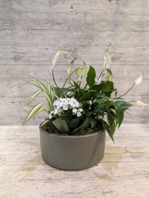 indoor plant arrangement